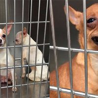 Rescatan en el Estado de México a 126 perros de raza chihuahueña