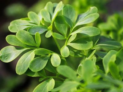 La planta fácil de cuidar que ahuyenta las malas energías y todas las abuelas tenían en sus casas
