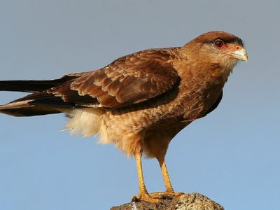 Curiosidades del Chimango: por qué es considerado el cuervo de Sudamérica y el origen de la popular frase