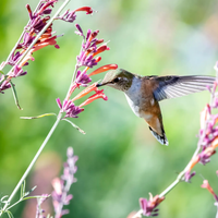 Casi no necesitan cuidados: las hermosas plantas que llenan tu casa de visitas inesperadas