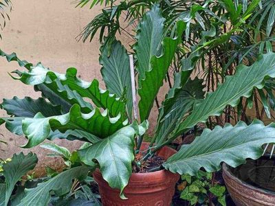 La planta que muchas abuelas tienen en su jardín y que esconde un poderoso secreto para la salud