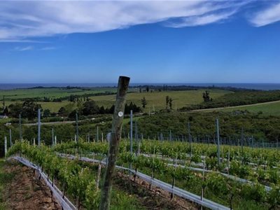 Albariño, la cepa que llegó de España y logró fama en Uruguay