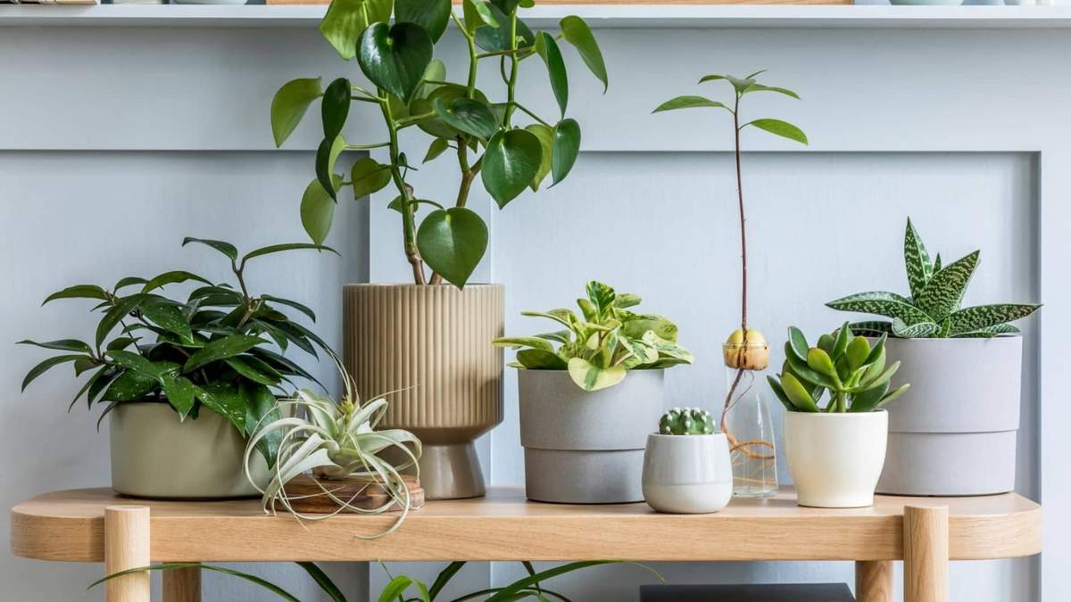 Plantas. Fuente: (Instagram)
