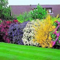 4 plantas hermosas que van a alejar a los vecinos chismosos de tu casa y una de ellas atrae de mariposas