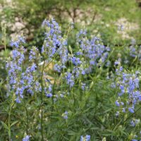 La planta nativa dura de matar que destaca por su belleza y que además atrae mariposas y colibríes a tu jardín