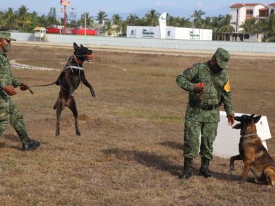 Sedena da en adopción a sus perros jubilados: este es el procedimiento