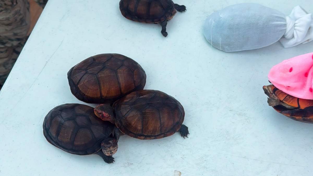Rescatan en Aeropuerto de Tijuana a 774 tortugas que querían traficar