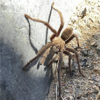 Avistamiento de una tarántula gigante provoca accidente automovilístico