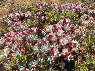 Suculentas: secretos para cuidar la Dudleya farinosa, la crasa más versátil