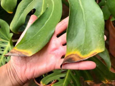 Si las hojas de tus plantas se quemaron con la helada, esto es lo que tenés que hacer antes de que llegue la primavera