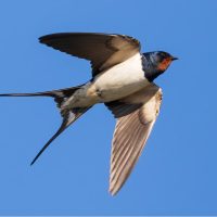 Curiosidades sobre las golondrinas, el pájaro que viaja miles de kilómetros y vuelve al mismo nido