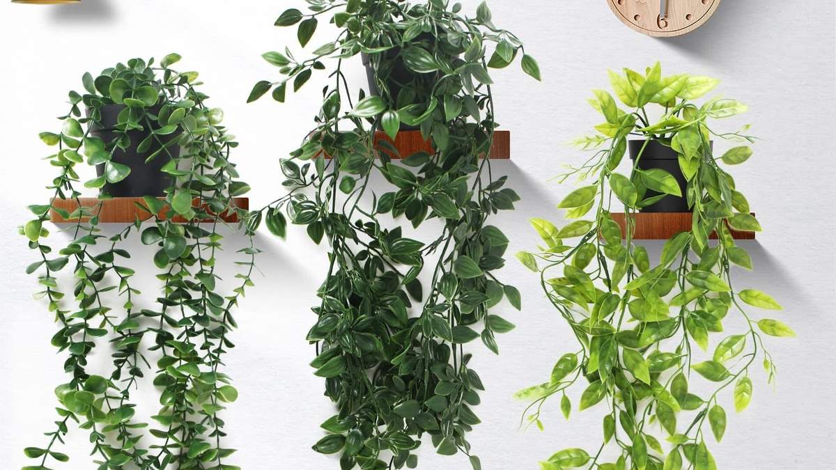 Plantas. Fuente: (Instagram)