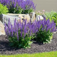 Sin químicos ni productos caros: el truco más efectivo para que tu planta de Salvia llegue al verano fuerte y sana