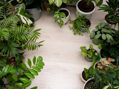 La planta que podés cultivar en casa y que te ayuda a perder peso de forma natural