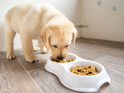 Snacks de mondongo para tu perro en dos pasos: sin gastar de más premiá a tu mascota