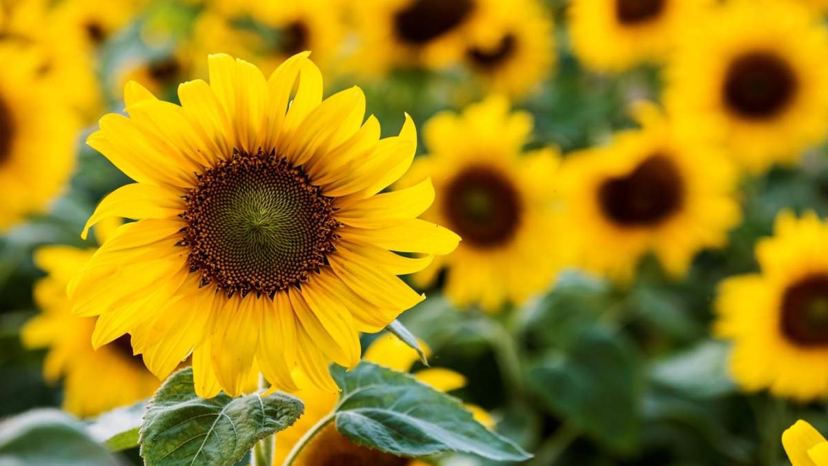 Girasol. Fuente: (Instagram)