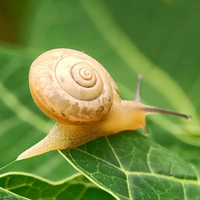 El repelente infalible para librar a tus plantas de caracoles y babosas: tomá nota