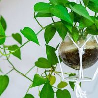 3 plantas colgantes que son hermosas para decorar el interior de tu casa y muy resistentes