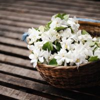 El secreto que nadie te contó para que tu jazmín se llene de flores en primavera