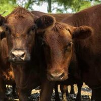Inflación: sube el precio de la hacienda y la carne comienza a presionar las mediciones