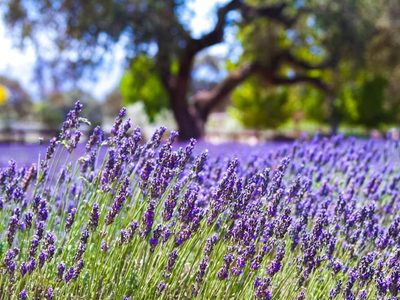 Cuántos tipos de Lavanda existen y cómo cuidarlas para que florezcan de forma abundante