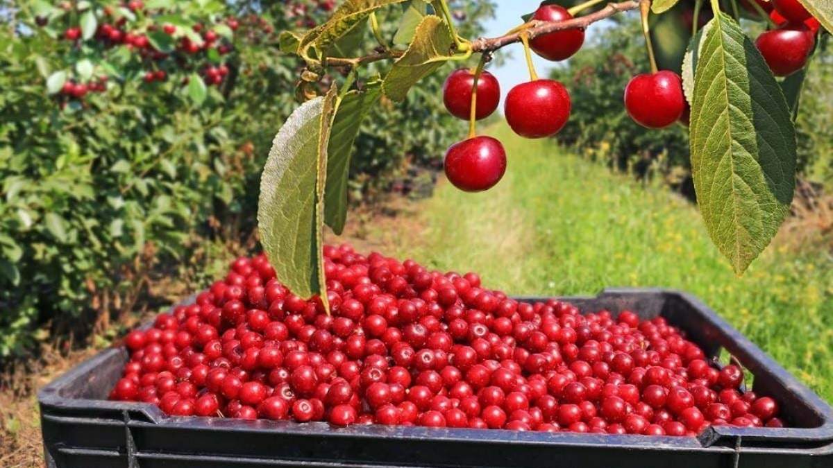 Producción de cerezas para exportación. Fuente: (Instagram)