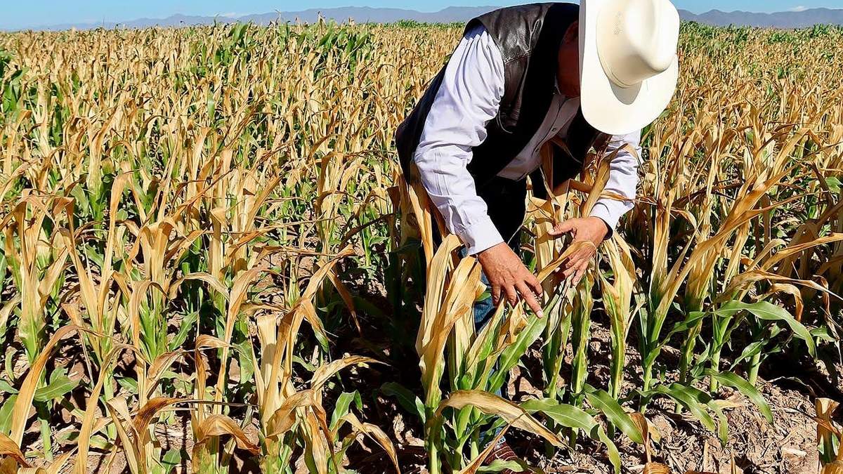 Sinaloa es el principal productor de maíz blanco
