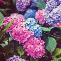 El truco de bajo presupuesto para que tus hortensias exploten de flores en todo el verano