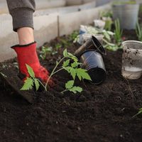 Ni cactus ni suculentas: las plantas hermosas y de pocos cuidados que todo principiante necesita