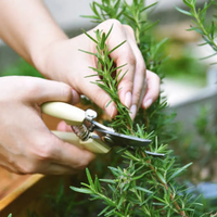 Aguantan todo y son poderosas: las plantas favoritas de muchas abuelas que no pueden faltar en tu casa