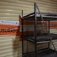 Llaman a reforzar la vigilancia en el Mercado de Sonora contra la venta ilegal de animales