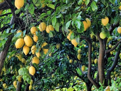 Si ya no sabés qué hacer para que tus plantas den frutos, conocé este secreto viverista clave