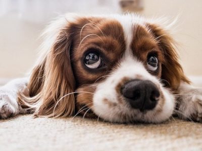Consejos para eliminar el olor a perro en la casa