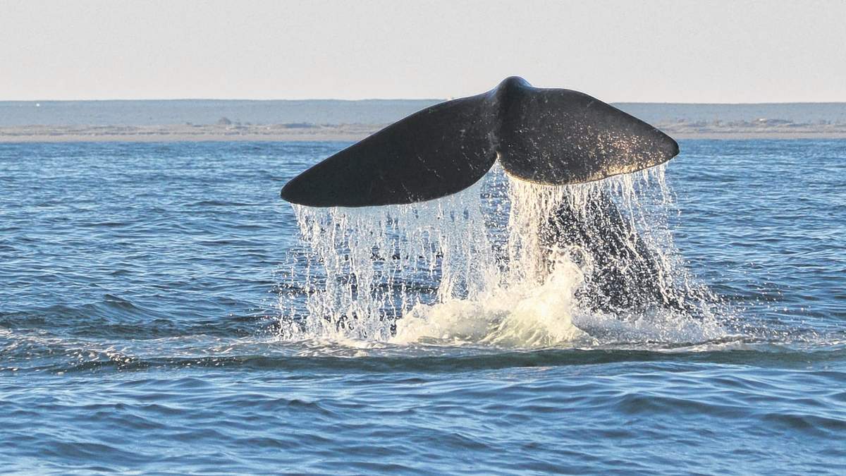Avistaje de ballenas. Fuente: (Twitter)