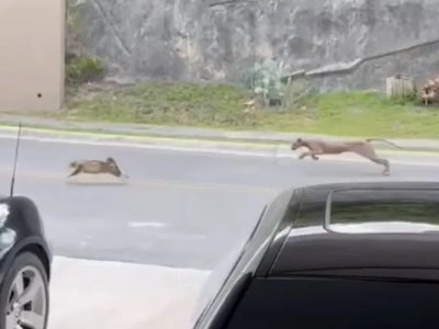 Captan a puma cazando a un gato en fraccionamiento de Monterrey (Videos)