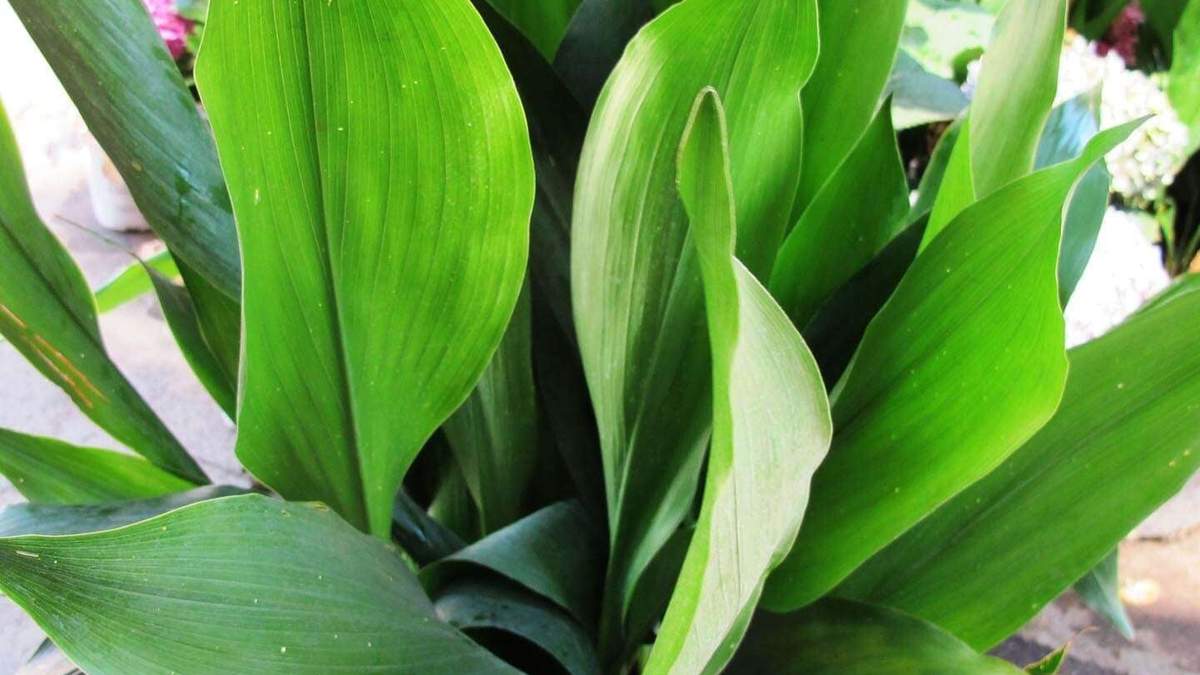 Plantas. Fuente: (Instagram)