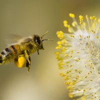 Las reinas del jardín: 10 plantas que pueden salvar a las abejas