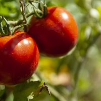 Plantas que hablan e insectos que las escuchan