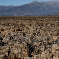 ¡Alarmante! Un tercio de las especies animales y vegetales se extinguirán en 50 años