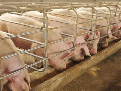 Legislatura: incluyen al sector porcino en el Programa de Incentivo Ganadero