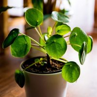 La hermosa planta de moda que sobrevive con pocos cuidados y atrae el dinero a tu hogar