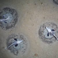 La mayor zona de cría de peces del mundo es descubierta en la Antártida