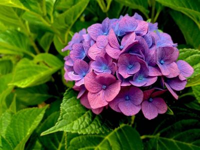 El truco de los viveros para reproducir eternamente tus Hortensias