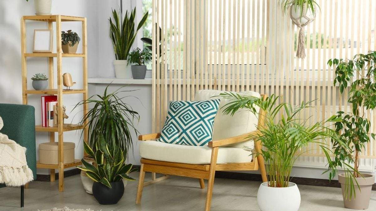 Plantas. Fuente: (Instagram)