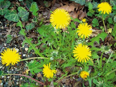 Crece como yuyo en tu jardín: la planta cuya flor es comestible y un verdadero tesoro para la salud