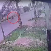 Un árbol cayó sobre un delivery en Las Heras y otro sobre una niña en San Martín