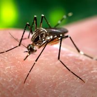 Subieron los casos de dengue en la última semana y se reportaron más fallecidos