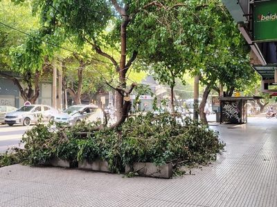 Ciudad: cayó un árbol sobre la vereda de un local comercial y causó problemas