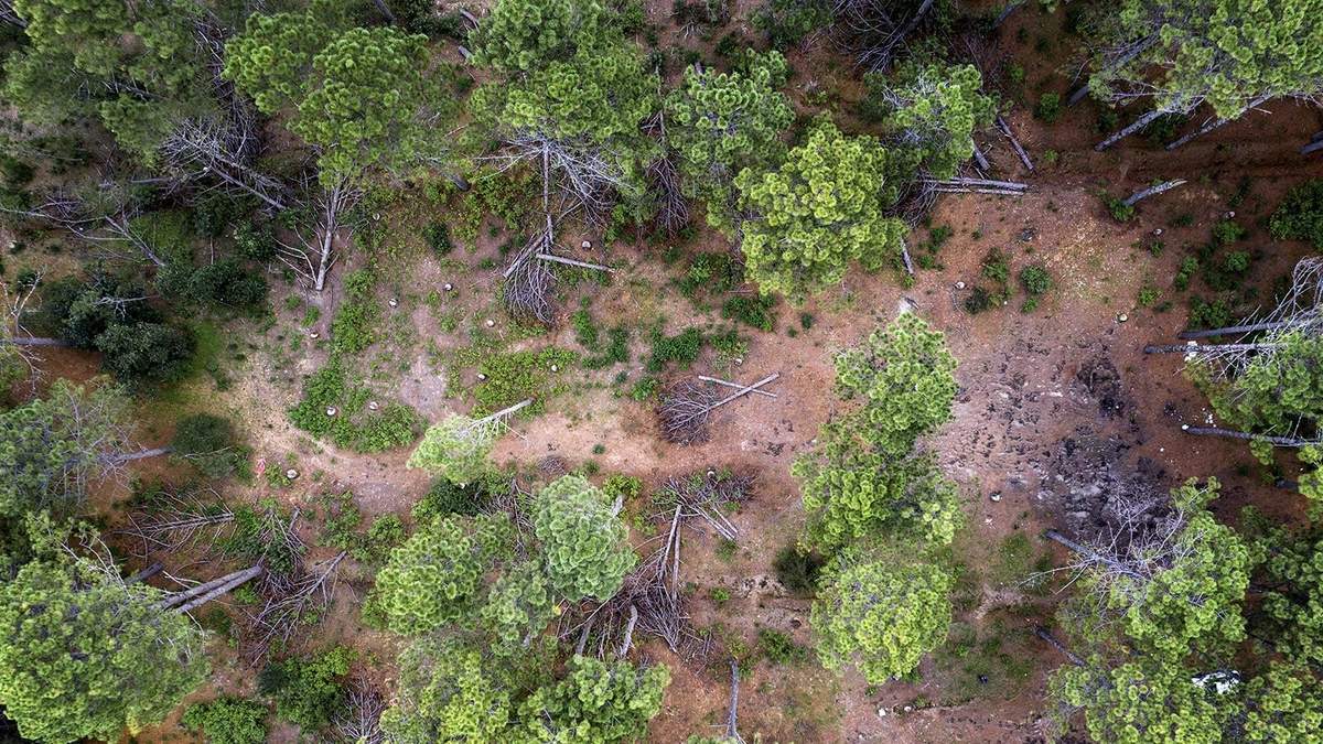Paisajes de la deforestación