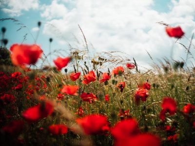 Hermosas y de pocos cuidados: la planta que tenés que sembrar si querés muchas flores y no sos experto en jardinería
